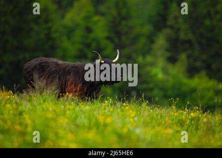 Bestiame delle Highland, grande animale nel prato fiorito, hanno corna lunghe e lunghi cappotti ondulati che sono di colore nero, brindle, rosso, e sono spesso Foto Stock