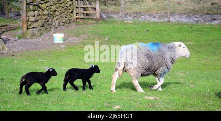 Herdwick Sheep e agnelli di nuova nascita nel Lake District, Cumbria, Inghilterra, Regno Unito, Isole britanniche, Durante la stagione primaverile della laminazione. Farmers Weekly riferisce che: "Gli auctioneers dicono la crescita dell'erba e i valori più forti dell'agnello fino ad aprile hanno contribuito a snellire i prezzi.” Il prezzo dell'agnello 2022 è ben al di sopra della media di cinque anni. Foto Stock