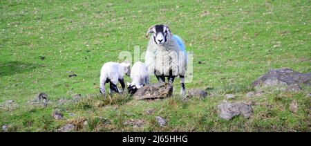 Herdwick Sheep e agnelli di nuova nascita nel Lake District, Cumbria, Inghilterra, Regno Unito, Isole britanniche, Durante la stagione primaverile della laminazione. Farmers Weekly riferisce che: "Gli auctioneers dicono la crescita dell'erba e i valori più forti dell'agnello fino ad aprile hanno contribuito a snellire i prezzi.” Il prezzo dell'agnello 2022 è ben al di sopra della media di cinque anni. Foto Stock