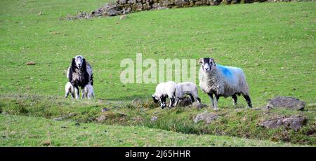 Herdwick Sheep e agnelli di nuova nascita nel Lake District, Cumbria, Inghilterra, Regno Unito, Isole britanniche, Durante la stagione primaverile della laminazione. Farmers Weekly riferisce che: "Gli auctioneers dicono la crescita dell'erba e i valori più forti dell'agnello fino ad aprile hanno contribuito a snellire i prezzi.” Il prezzo dell'agnello 2022 è ben al di sopra della media di cinque anni. Foto Stock