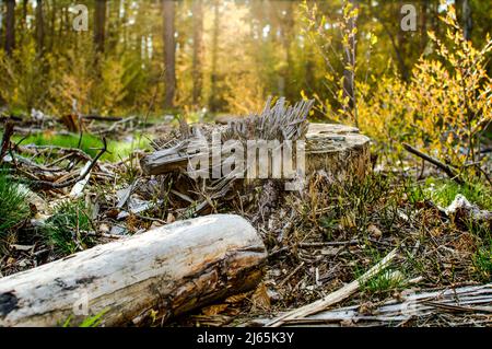 un grumo di un pino tagliato, una foresta illuminata dal sole Foto Stock