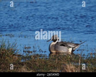 Drake Pintail, un'anatra dall'aspetto davvero elegante e inconfondibile con la testa marrone al cioccolato e la striscia bianca sul collo. Foto Stock