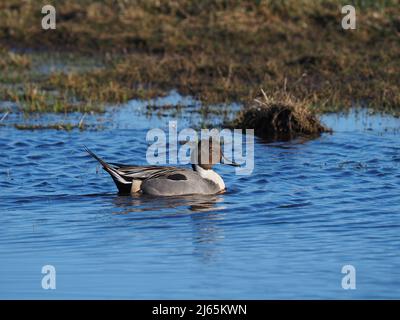 Drake Pintail, un'anatra dall'aspetto davvero elegante e inconfondibile con la testa marrone al cioccolato e la striscia bianca sul collo. Foto Stock