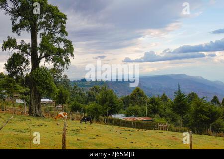 Paesaggio africano con bestiame al pascolo in una fattoria contro la valle del Kerio, Kenya Foto Stock