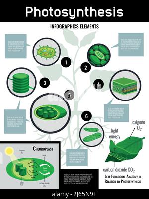 Infografica sullo schema del processo di conversione alimentare di energia luminosa di fotosintesi in cellule elementi con descrizione poster educativo illustrazione vettoriale Illustrazione Vettoriale