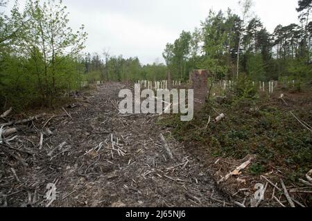 Bonn, Germania. 26th Apr 2022. Una compensazione riforestata nel Kottenforst, sulla sinistra una Rueckegasse, primo ministro Henrik WUEST in visita al Kottenforst sulla situazione e il futuro della foresta, Credit: dpa/Alamy Live News Foto Stock