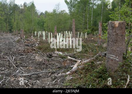 Bonn, Germania. 26th Apr 2022. Una compensazione riforestata nel Kottenforst, sulla sinistra una Rueckegasse, primo ministro Henrik WUEST in visita al Kottenforst sulla situazione e il futuro della foresta, Credit: dpa/Alamy Live News Foto Stock