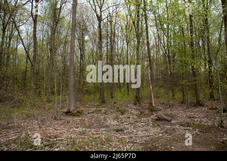 Bonn, Germania. 26th Apr 2022. Vista di un pezzo di foresta nel Kottenforst, primo ministro Henrik WUEST in visita al Kottenforst sulla situazione e il futuro della foresta, Credit: dpa / Alamy Live News Foto Stock