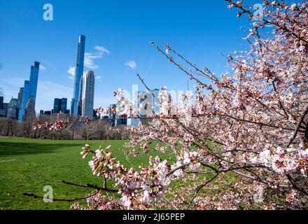 Guardando attraverso Cherry Blossom verso lo skyline della città in Central Park a Manhattan New York City, USA Foto Stock