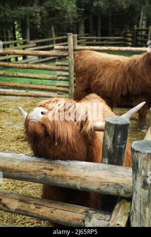 Mucche scozzesi nel parco nel giorno d'autunno Foto Stock