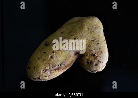 Macro di patata vecchia e rivellata che assomiglia ad una scarpa isolata su sfondo nero Foto Stock