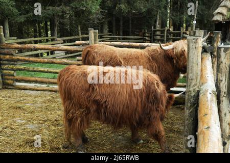 Mucche scozzesi nel parco nel giorno d'autunno Foto Stock