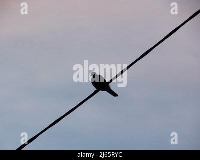 Un piccione solista perches su un cavo telefonico al crepuscolo. Foto Stock