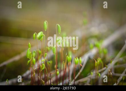 Macro di muschio giovane. Microsworld di muschio forestale. Foto Stock