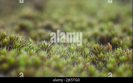 Macro di muschio giovane. Microsworld di muschio forestale. Foto Stock