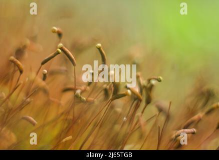Macro di muschio giovane. Microsworld di muschio forestale. Foto Stock