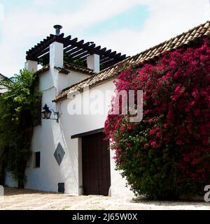 Vecchia Casa Bianca spagnola con Terrazza in legno e lussureggiante Bouliage Red Bougainvillea all'aperto. Cordoba, Spagna Foto Stock