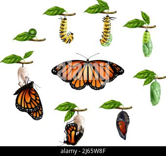 Ciclo di vita delle icone realistiche delle farfalle insieme di larva caterpillar illustrazione vettoriale delle fasi pupa imago Illustrazione Vettoriale