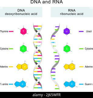 Spirale di DNA e RNA. Differenze nella struttura delle molecole di DNA e RNA. Icone ed illustrazione del vettore educativo infografica. Illustrazione Vettoriale