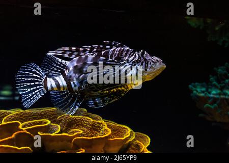 Questo è un abitante di barriere coralline (un pesce zebra o leone a strisce) in acquario. Foto Stock