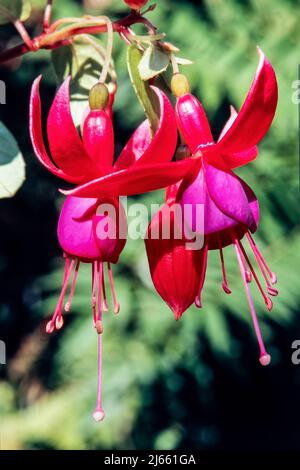 Fuchsia 'Herald' un'estate sempreverde perenne arbusto fiorito con un fiore rosso viola d'estate, foto di scorta Foto Stock