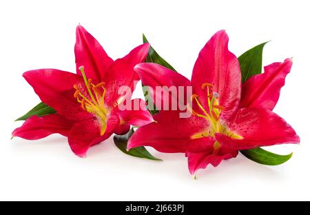 Due belle gigli rossi (Lilium, Liliaceae) isolati su sfondo bianco, tra cui il sentiero di taglio senza ombra. Germania Foto Stock