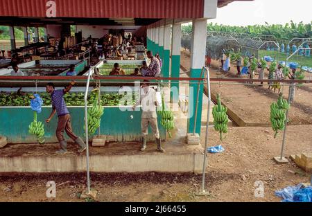 Ghana, New Akrade; vista di una piantagione di banane. Foto Stock