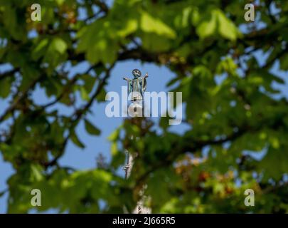 Monaco di Baviera, Germania. 28th Apr 2022. Il Münchner Kindl, in cima ad una torre del municipio, sorge nel cielo azzurro attraverso il verde fresco di un castagno. Credit: Peter Kneffel/dpa/Alamy Live News Foto Stock