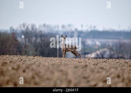 Capriolo europeo (Capreolus capreolus), all'orizzonte sullo sfondo case e villaggio. Repubblica ceca europa fauna selvatica Foto Stock