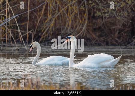 Wild Bird mute Coppia cigno (Cygnus olor) nuotare in primavera sullo stagno, Repubblica Ceca fauna selvatica Europa Foto Stock