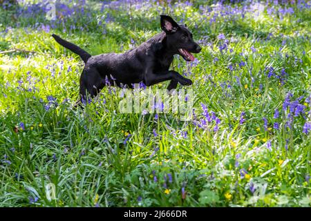 Courtmacsherry, West Cork, Irlanda. 28th Apr 2022. Esmee il cucciolo nero di labrador da Timoleague, West Cork, fettes un bastone tra le campane di Courtmacsherry Woods oggi. Bluebells fioriscono tipicamente da fine marzo a inizio maggio, ma può variare da anno in anno. Credit: AG News/Alamy Live News Foto Stock