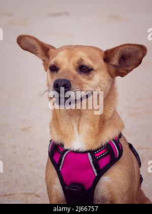 Primo piano ritratto di un cane femminile di razza mista che indossa un'imbracatura rosa all'aperto con grandi orecchie divertenti e un volto felice. Composizione verticale Foto Stock