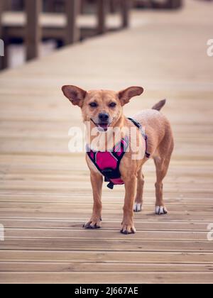 Una femmina cane di razza mista off-guinzaglio con grandi orecchie divertenti in un'imbracatura rosa in piedi da solo su un marciapiede o molo di legno. Composizione verticale Foto Stock