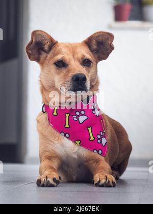 Ritratto di un cane femmina di razza mista fotogenica sdraiato a casa e in posa per l'immagine che indossa una bandana rosa o sciarpa con modello canino Foto Stock
