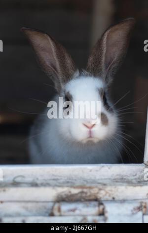 Primo piano di coniglio bianco e macchie marroni con aree sfocate sfocate Foto Stock