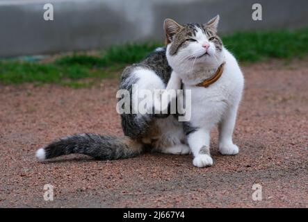 Il gatto macchiato gli graffia il collo. Il gatto si siede e graffia. Foto Stock