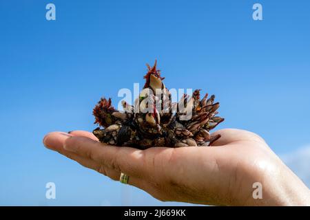 I granai d'oca conosciuti come perceves. Famoso pesce della famiglia dei crostacei Foto Stock