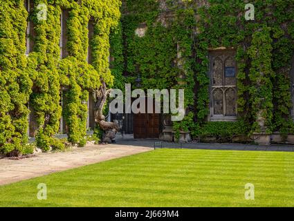 Quadrangolare anteriore del Lincoln College, Oxford, Regno Unito; un prato circondato da pareti coperte di edera, e finestre ad arco, e parte della Oxford University Foto Stock