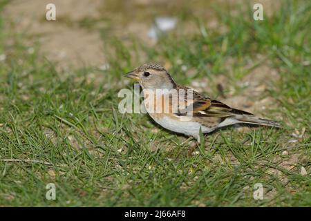 Bergfink (Fringilla montifringilla), Weibchen bei der Futtersuche am Boden, Wilden, Nordrhein-Westfalen, Deutschland Foto Stock