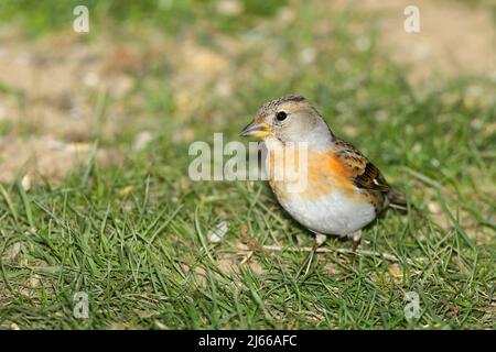 Bergfink (Fringilla montifringilla), Weibchen bei der Futtersuche am Boden, Wilden, Nordrhein-Westfalen, Deutschland Foto Stock