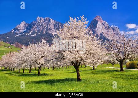 Obstplantage im Fruehling, bluehende Kirschbaeume (Prunus avium), dahinter Berge Klein Mythen und Gross Mythen, Kanton Schwyz, Schweiz Foto Stock