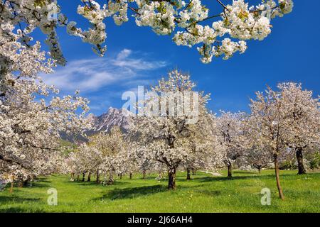 Obstplantage im Fruehling, bluehende Kirschbaeume (Prunus avium), dahinter Berg Klein Mythen, Kanton Schwyz, Schweiz Foto Stock