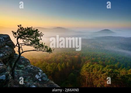 Pfaelzer Wald, Morgenstimmung, Nebel, Roetzenfels, Pfalz, Renania-Palatinato, Germania Foto Stock