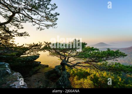 Pfaelzer Wald, Morgenstimmung, Nebel, Roetzenfels, Pfalz, Renania-Palatinato, Germania Foto Stock