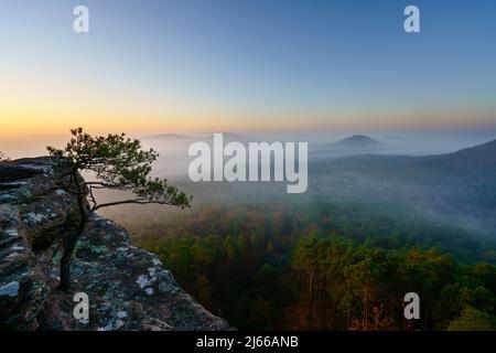 Pfaelzer Wald, Morgenstimmung, Nebel, Roetzenfels, Pfalz, Renania-Palatinato, Germania Foto Stock