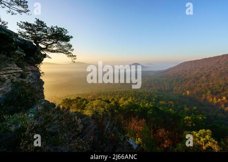 Pfaelzer Wald, Morgenstimmung, Nebel, Roetzenfels, Pfalz, Renania-Palatinato, Germania Foto Stock