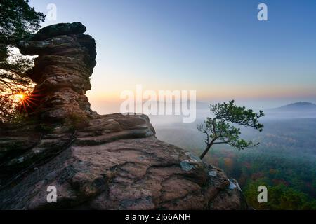 Pfaelzer Wald, Sonnenaufgang, Nebel, Roetzenfels, Pfalz, Renania-Palatinato, Germania Foto Stock