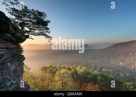 Pfaelzer Wald, Morgenstimmung, Nebel, Roetzenfels, Pfalz, Renania-Palatinato, Germania Foto Stock