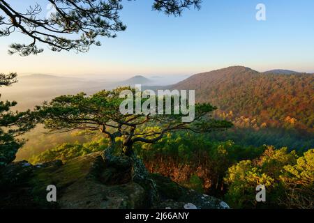 Pfaelzer Wald, Morgenstimmung, Nebel, Roetzenfels, Pfalz, Renania-Palatinato, Germania Foto Stock