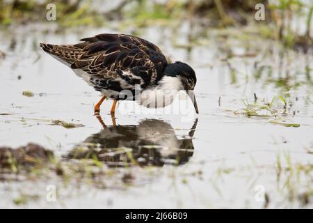 Kampflaeufer (Calidris pugnax), Niedersachsen, Germania Foto Stock